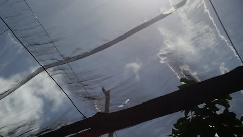 Insect netting for lemon tree Stock-Footage 119605273