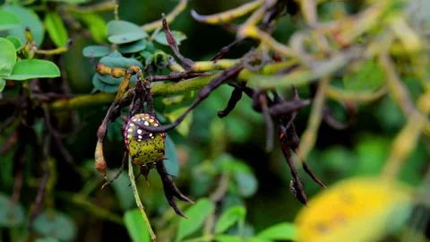 Insect with nice color Stock-Footage 229603010