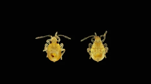 Insect nymph Heteroptera under a microscope, order Hemiptera Stock Footage 142199855