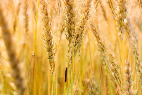 An insect or bug crawling up a fully grown paddy plant. Stock Photos