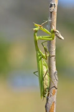 Insect outdoor (mantis religiosa) eats Stock Photos