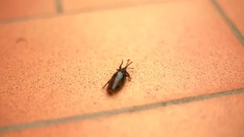 Insect overturned on its back Stock Footage 178935349