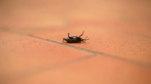 Insect overturned on its back Stock Footage 178935919