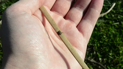 Insect parasite mite 動画素材 49195037