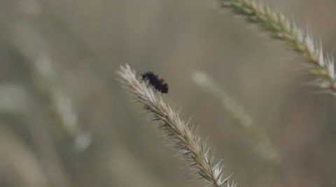Insect parasite on wheat Video stock 61332177