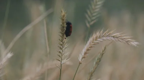 Insect parasite on wheat Video stock 61332219