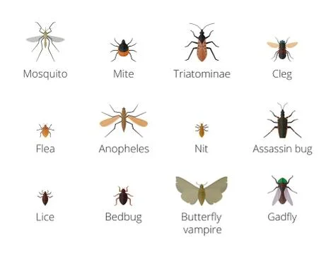 Insect parasites Illustration