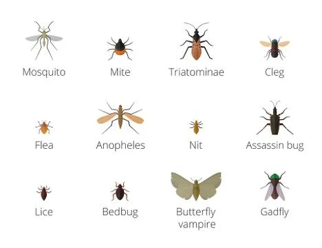 Insect parasites vector Illustration