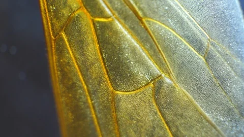 Insect Parts Stock Footage 93321923
