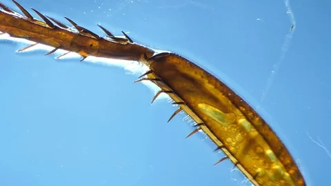 Insect Parts Stock Footage 93611191