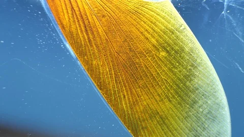 Insect Parts Stock Footage 93611233