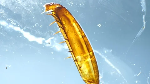 Insect Parts Stock Footage 93625525