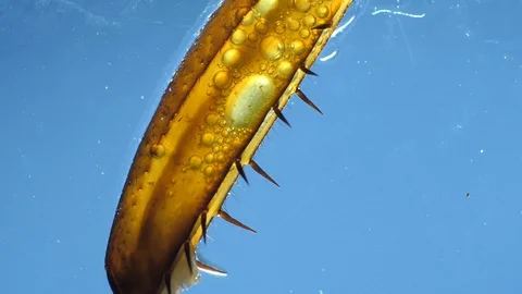 Insect Parts Stock Footage 94409330