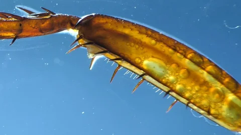 Insect Parts Stock Footage 94409402
