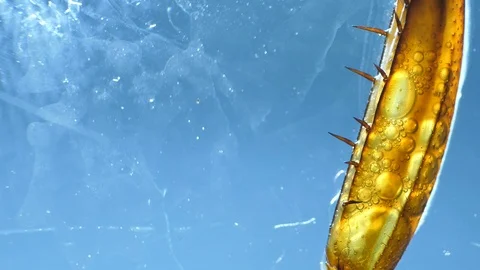 Insect Parts Stock Footage 94409505