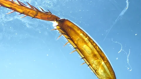 Insect Parts Stock Footage 94409645