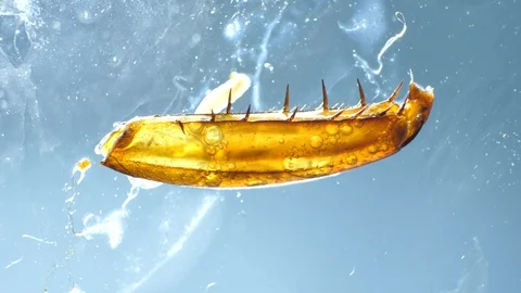 Insect Parts Stock Footage 94409860