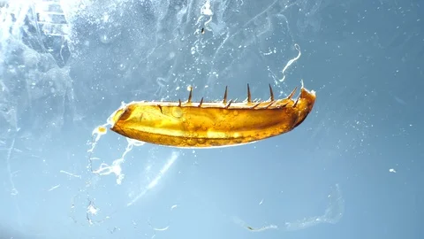 Insect Parts Stock Footage 94409903