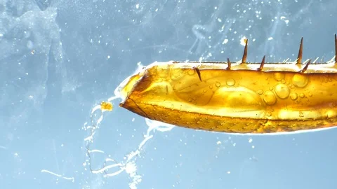 Insect Parts Stock Footage 94409943