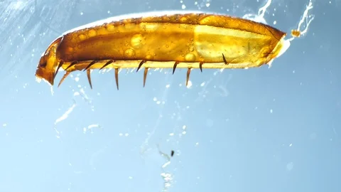 Insect Parts Stock Footage 94409977