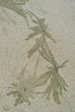 Insect pattern on sand, Chikhale beach, Maharashtra, India, Asia India Cop... Stock Photos