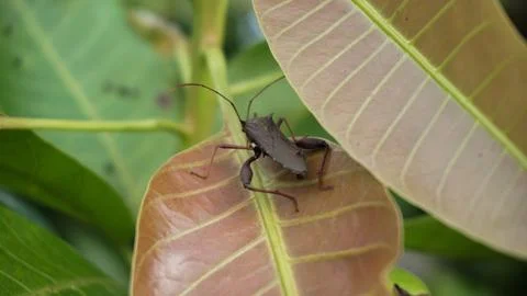 Insect Perched on Fresh Leaf Tip Stock Photos