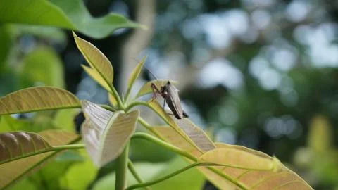 Insect Perched on Fresh Leaf Tip Foto stock