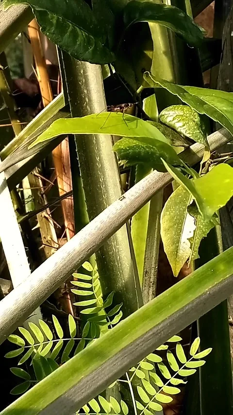 An insect perched on a leaf blown by a slight wind Video stock 241380925