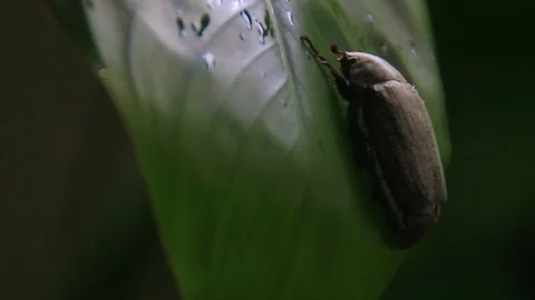Insect perched on leaves Stock Footage 99079494