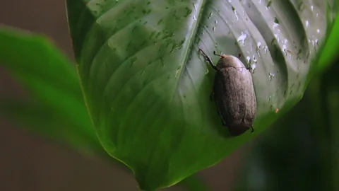 Insect perched on leaves Stock Footage 99079809