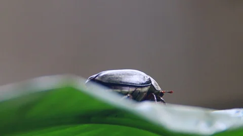 Insect perched on leaves Stock Footage 99080089