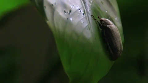Insect perched on leaves Stock Footage 99080383