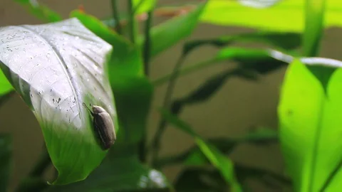 Insect perched on leaves Stock Footage 99081316