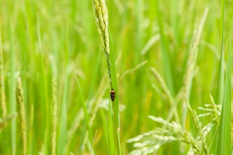 Insect perched on rice. Stock Photos
