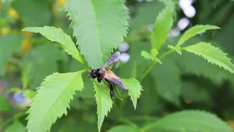 Insect perching on green leaves closeup moving by the little wind Stock Footage 140871909