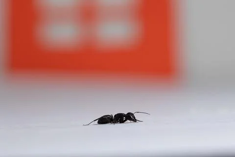 Insect pest ant is trying to get into the house Stock Photos