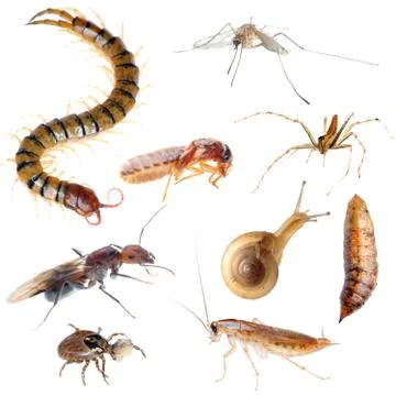 Insect pest bug set Stock Photos