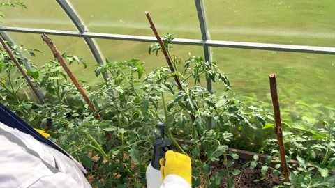 Insect pest infestation. Feed the tomato blush by the lead Stock Footage 259706922
