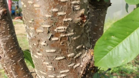 Insect pest in a peach tree Stock Footage 242756766