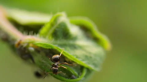 Insect pests ants and aphids Stock Footage 207786941