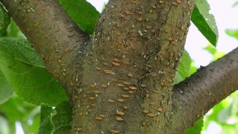 Insect pests crawling on plum tree trunk close-up Stock Footage 340752680