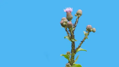 Insect pests Vídeos de archivo 245513471