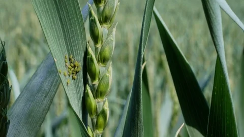 Insect pests, greenfly on green soft wheat, close-up, spring Stock Footage 108898856