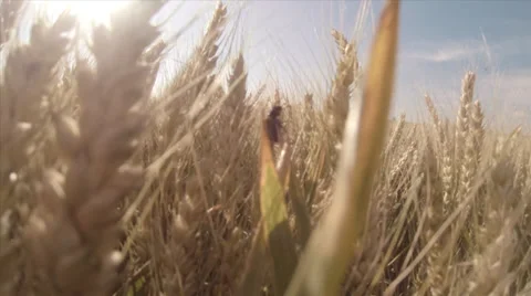 Insect pests in wheat field Stock Footage 24804330
