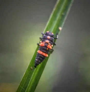 Insect pets Stock Photos