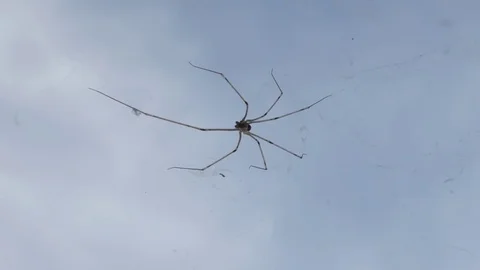 Insect Pholcus phalangioides on cobweb close-up 動画素材 80910747
