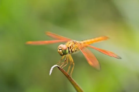 Insect Stock Photos