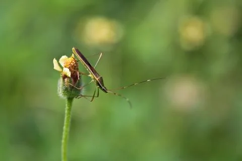 Insect Stock Photos