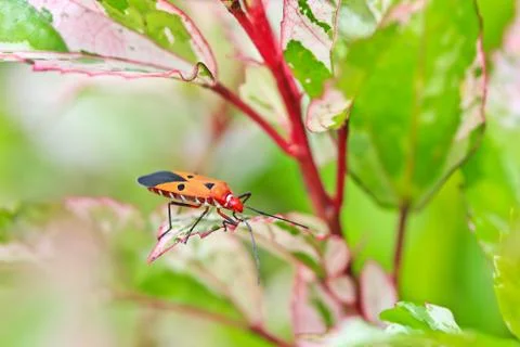 Insect Stock Photos