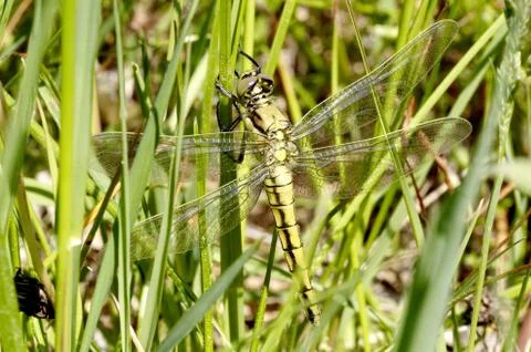 Insect 스톡 사진